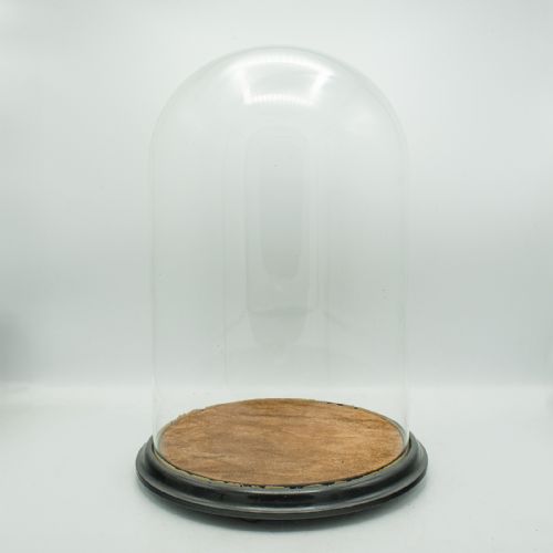 LARGE ANTIQUE TAXIDERMY DOME ENGLISH DISPLAY SHOWCASE LATE VICTORIAN C1880 - ADDITIONAL PHOTO 8