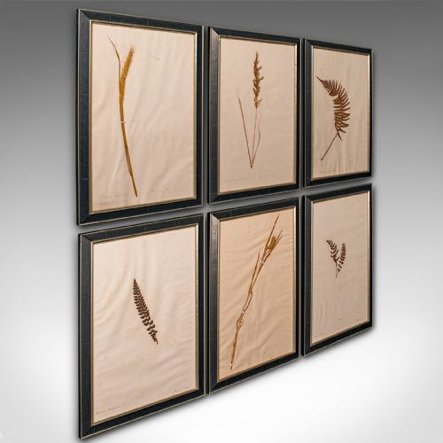 Set of 6 Antique Framed Botanist's Specimens, English, Dried Plants, Victorian