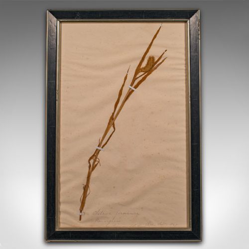 fig 1. Set of 6 Antique Framed Botanist's Specimens, English, Dried Plants, Victorian