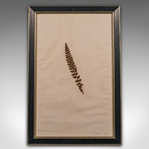 fig 2. Set of 6 Antique Framed Botanist's Specimens, English, Dried Plants, Victorian