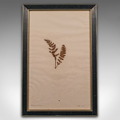 fig 3. Set of 6 Antique Framed Botanist's Specimens, English, Dried Plants, Victorian