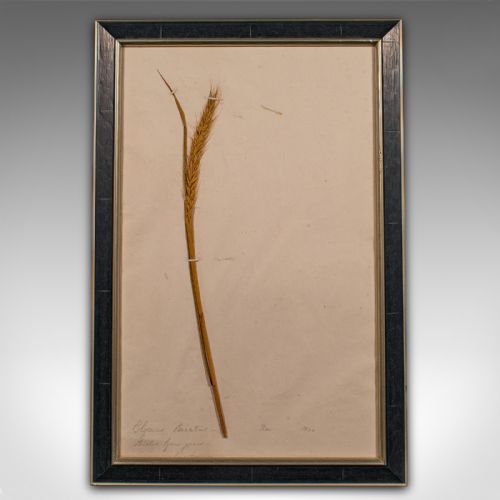 fig 4. Set of 6 Antique Framed Botanist's Specimens, English, Dried Plants, Victorian