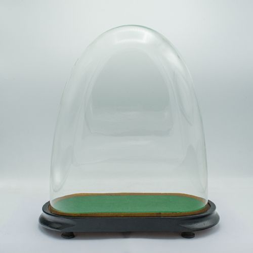 ANTIQUE OVOID CLOCK DOME ENGLISH GLASS TAXIDERMY DISPLAY SHOWCASE VICTORIAN - ADDITIONAL PHOTO 10