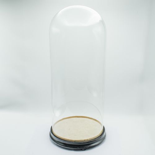 TALL ANTIQUE PROFESSOR'S SPECIMEN DOME ENGLISH GLASS TAXIDERMY VICTORIAN - ADDITIONAL PHOTO 8