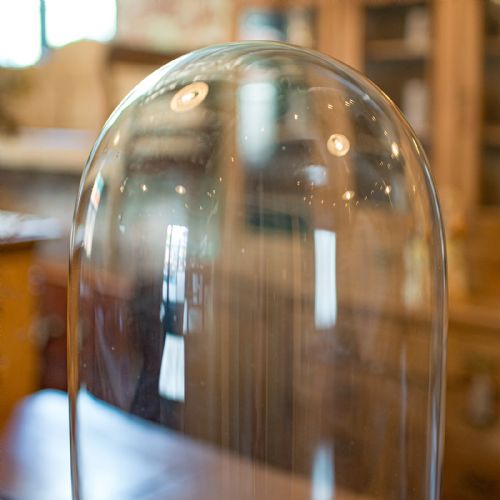 fig 2. A tall clear glass display dome resting on a black ebonised circular wooden base lined with green fabric.