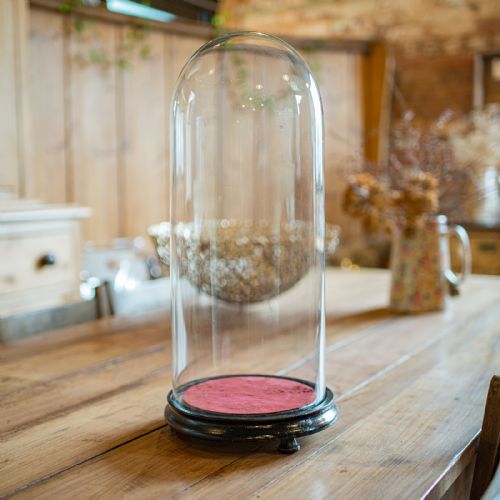 fig 2. A tall clear glass dome set into a rounded ebonised wooden base with a red felt-lined interior surface.