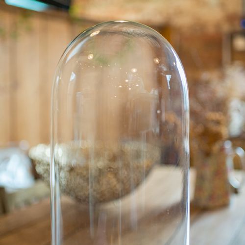 fig 3. A tall clear glass dome set into a rounded ebonised wooden base with a red felt-lined interior surface.