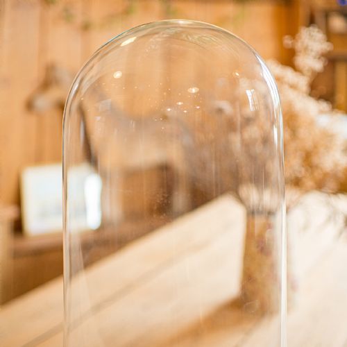 LARGE ANTIQUE DISPLAY DOME EDWARDIAN GLASS SHOWCASE TAXIDERMY CIRCA 1910 - ADDITIONAL PHOTO 6