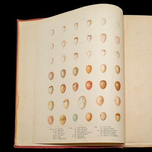 fig 1. A stack of six Victorian cloth-bound volumes titled British Birds with Their Nests and Eggs featuring red covers and gilt lettering.
