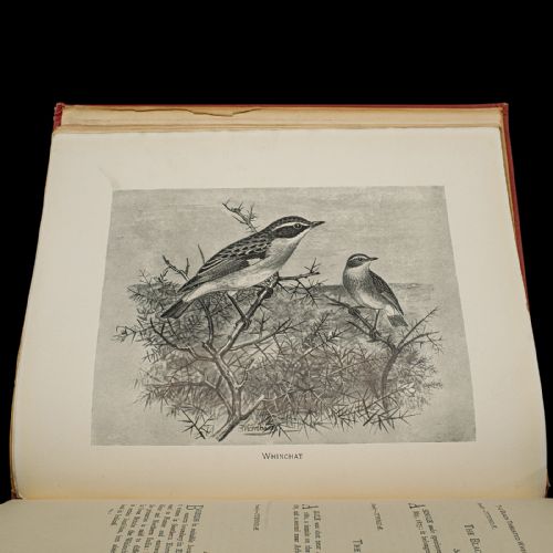 fig 3. A stack of six Victorian cloth-bound volumes titled British Birds with Their Nests and Eggs featuring red covers and gilt lettering.