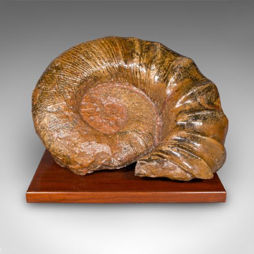 fig 1. A large, spiral-coiled ammonite fossil with defined ribbing mounted on a square polished hardwood base.