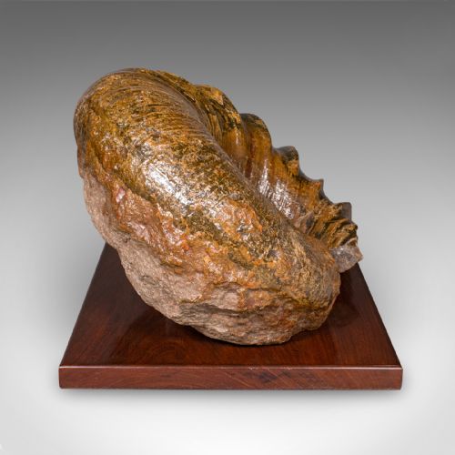 fig 2. A large, spiral-coiled ammonite fossil with defined ribbing mounted on a square polished hardwood base.