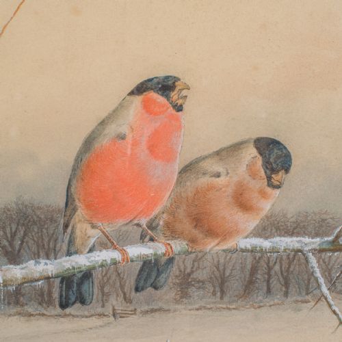 ANTIQUE WATERCOLOUR FINCH PAINTING ENGLISH SCHOOL ART HARRY BRIGHT VICTORIAN - ADDITIONAL PHOTO 3