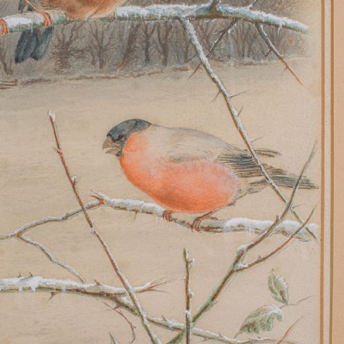 ANTIQUE WATERCOLOUR FINCH PAINTING ENGLISH SCHOOL ART HARRY BRIGHT VICTORIAN - ADDITIONAL PHOTO 5