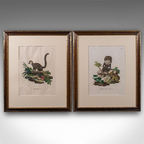 PAIR OF ANTIQUE ANIMAL PORTRAITS FRENCH FRAMED PICTURES NATURAL ART GEORGIAN - ADDITIONAL PHOTO 1