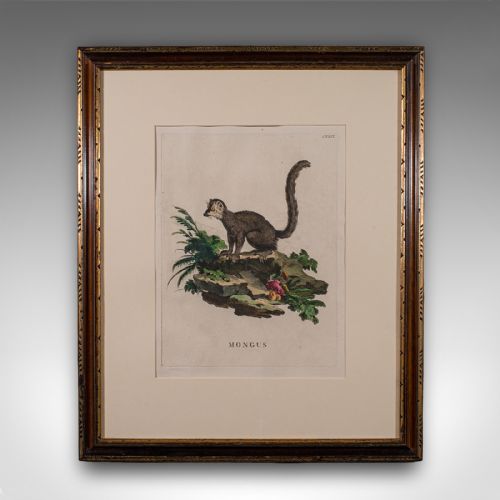 PAIR OF ANTIQUE ANIMAL PORTRAITS FRENCH FRAMED PICTURES NATURAL ART GEORGIAN - ADDITIONAL PHOTO 2