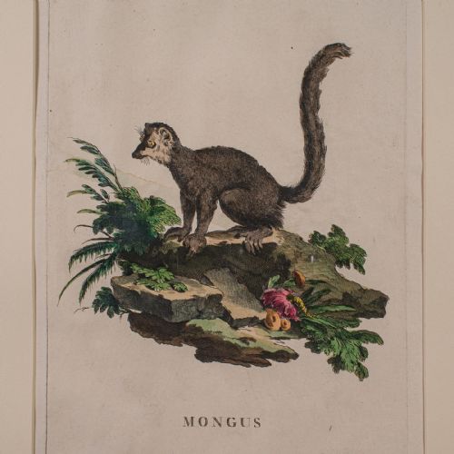 PAIR OF ANTIQUE ANIMAL PORTRAITS FRENCH FRAMED PICTURES NATURAL ART GEORGIAN - ADDITIONAL PHOTO 3