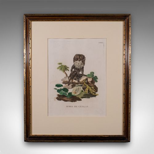 PAIR OF ANTIQUE ANIMAL PORTRAITS FRENCH FRAMED PICTURES NATURAL ART GEORGIAN - ADDITIONAL PHOTO 4