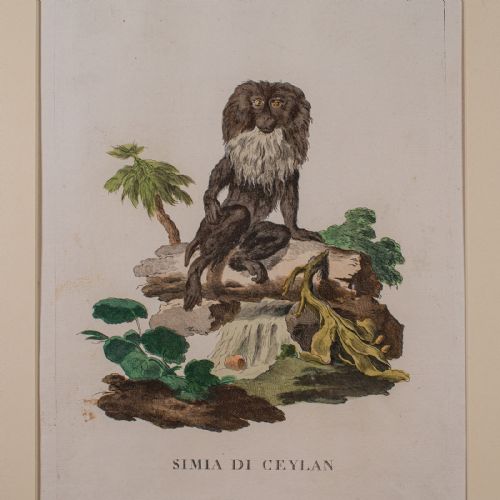 PAIR OF ANTIQUE ANIMAL PORTRAITS FRENCH FRAMED PICTURES NATURAL ART GEORGIAN - ADDITIONAL PHOTO 5