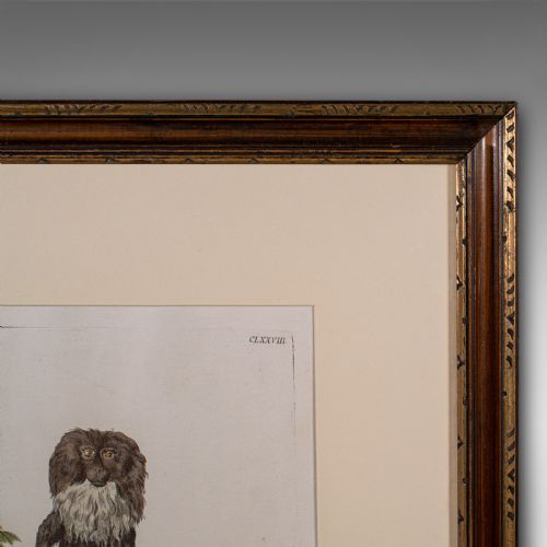 PAIR OF ANTIQUE ANIMAL PORTRAITS FRENCH FRAMED PICTURES NATURAL ART GEORGIAN - ADDITIONAL PHOTO 6