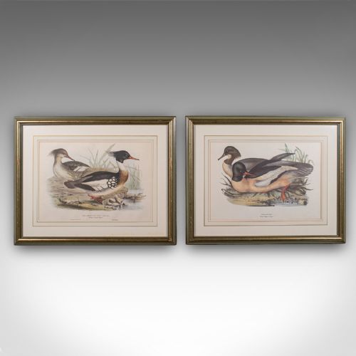 fig 1. A pair of framed Victorian lithographs featuring detailed waterfowl illustrations in green and gold gilded frames.