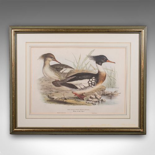 fig 2. A pair of framed Victorian lithographs featuring detailed waterfowl illustrations in green and gold gilded frames.
