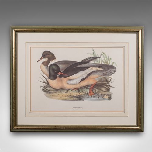 fig 3. A pair of framed Victorian lithographs featuring detailed waterfowl illustrations in green and gold gilded frames.