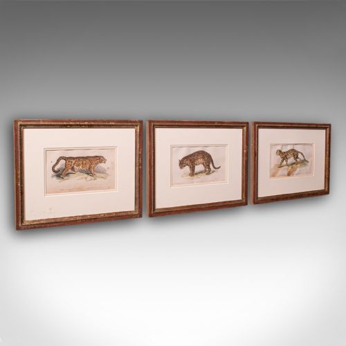 3 Antique Big Cat Illustrations, English, Framed Art, Wildlife Study, William IV
