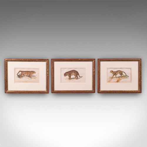 fig 1. 3 Antique Big Cat Illustrations, English, Framed Art, Wildlife Study, William IV