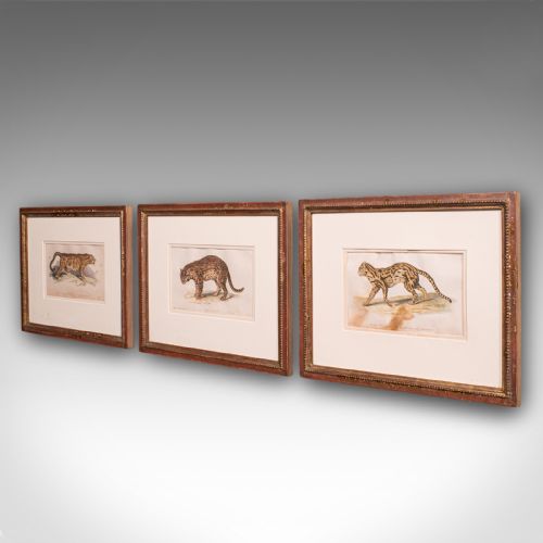 fig 2. 3 Antique Big Cat Illustrations, English, Framed Art, Wildlife Study, William IV