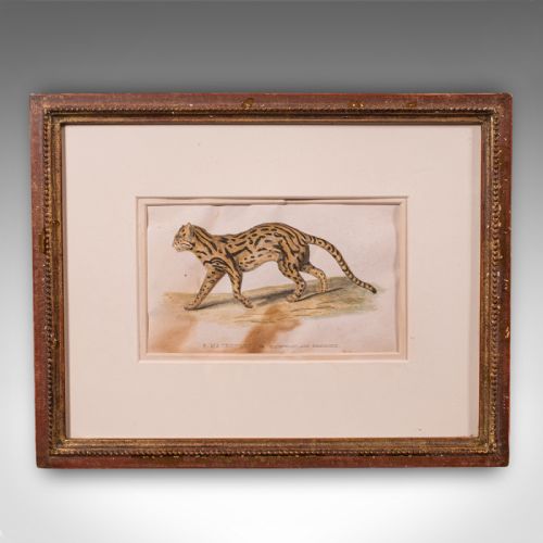 fig 3. 3 Antique Big Cat Illustrations, English, Framed Art, Wildlife Study, William IV