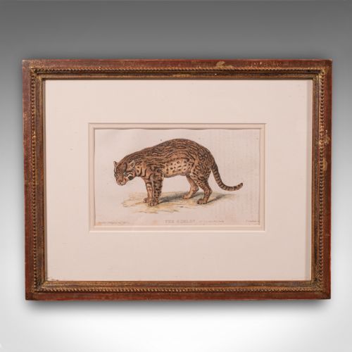 fig 4. 3 Antique Big Cat Illustrations, English, Framed Art, Wildlife Study, William IV