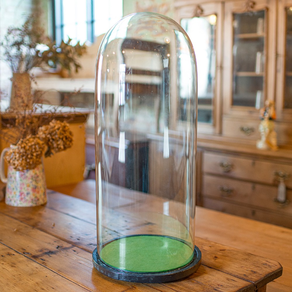 A tall clear glass display dome resting on a black ebonised circular wooden base lined with green fabric.