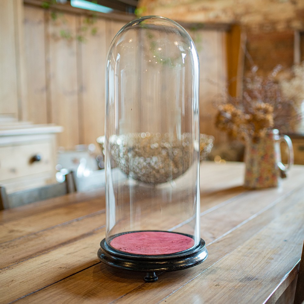 A tall clear glass dome set into a rounded ebonised wooden base with a red felt-lined interior surface.