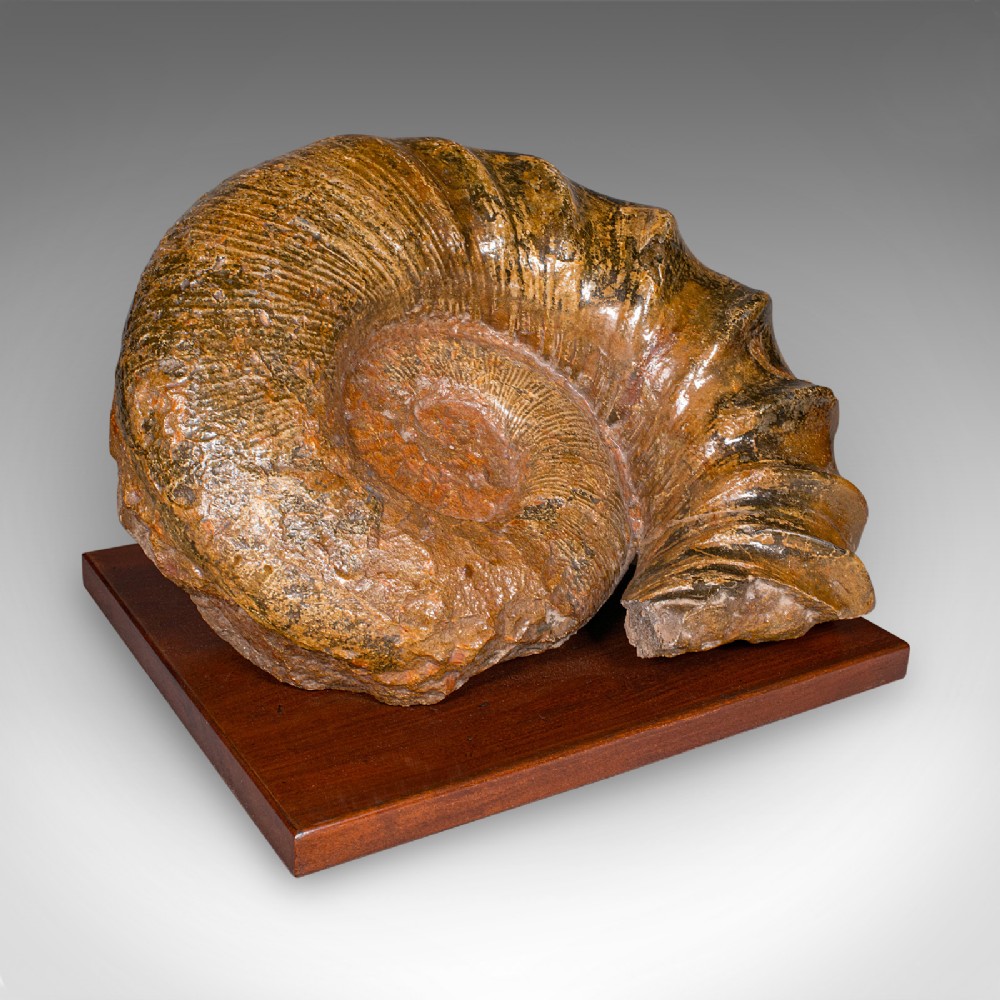 A large, spiral-coiled ammonite fossil with defined ribbing mounted on a square polished hardwood base.