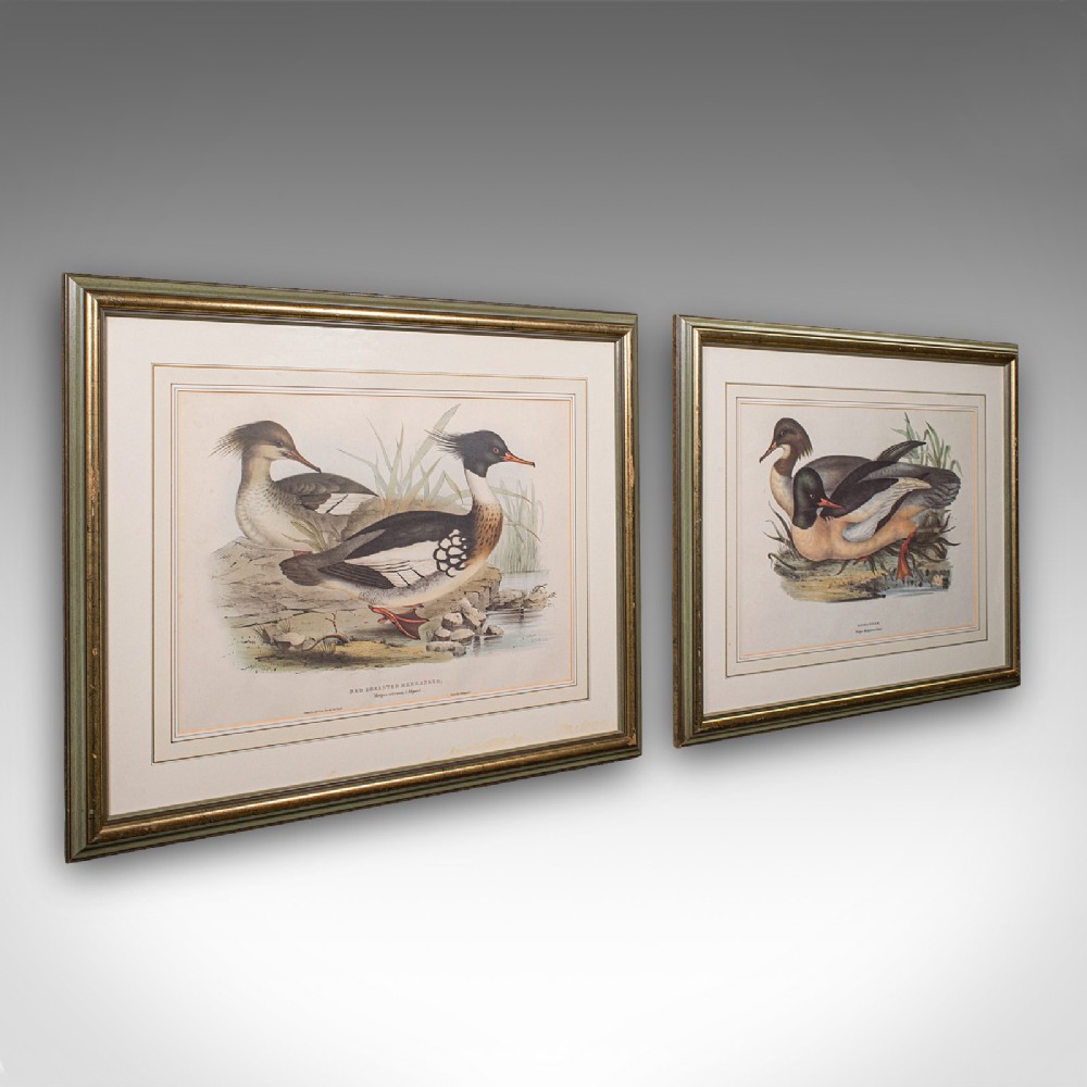 A pair of framed Victorian lithographs featuring detailed waterfowl illustrations in green and gold gilded frames.