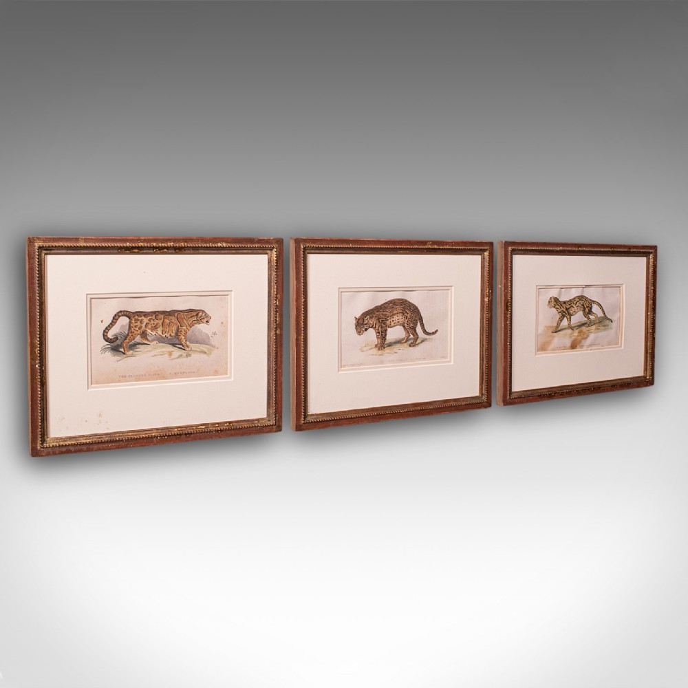 3 Antique Big Cat Illustrations, English, Framed Art, Wildlife Study, William IV