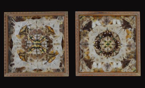 Pair of Cased Edwardian Moth Taxidermy
