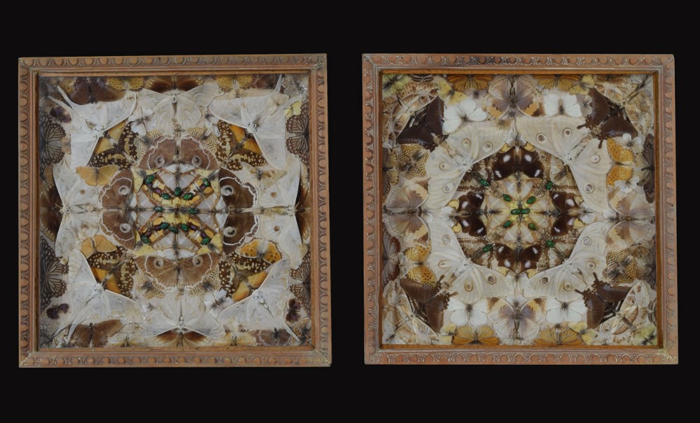pair of cased Edwardian moth taxidermy 