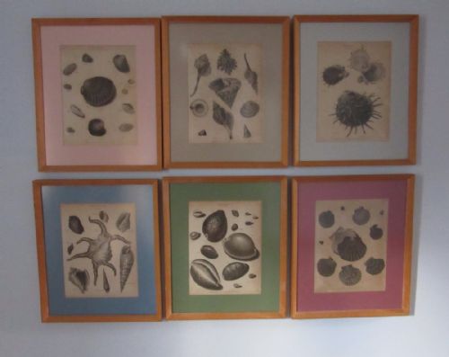 Six Framed Seashell & Sea Anemone Book Plates C1810