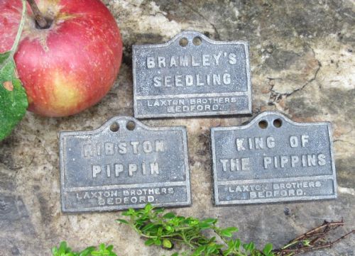 Set Three Laxton Bros Bedford Apple Labels C1920