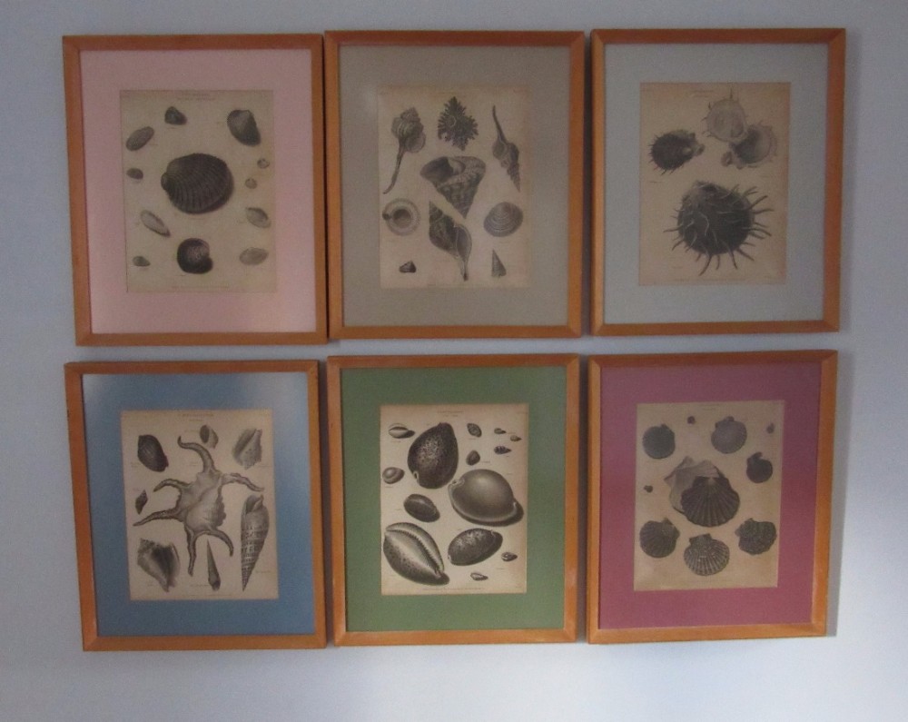 SIX FRAMED SEASHELL & SEA ANEMONE BOOK PLATES c1810