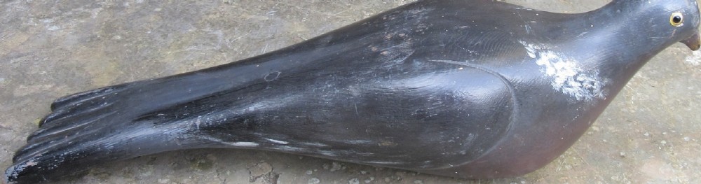 ORIGINAL ENGLISH WOODEN DECOY PIGEON c1900 View II
