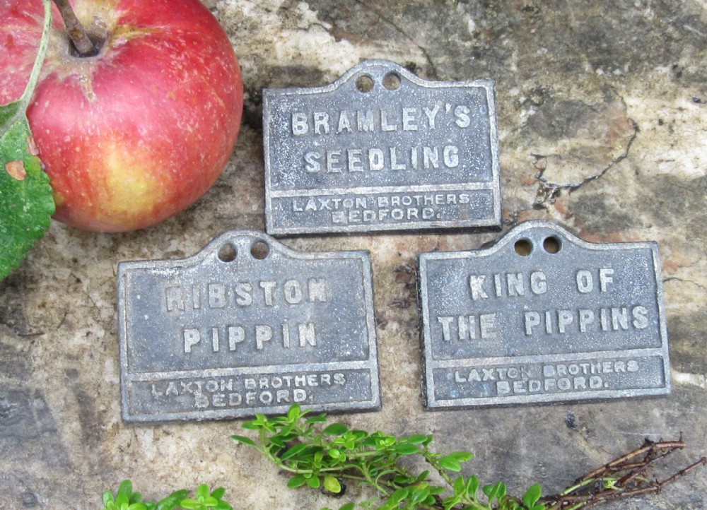 SET THREE LAXTON BROS BEDFORD APPLE LABELS c1920