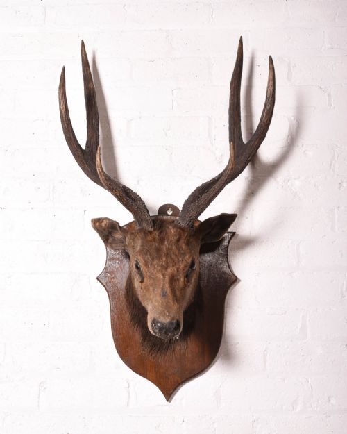 Taxidermy Stags Head