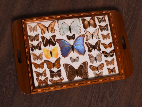 Taxidermy Butterfly Serving Tray