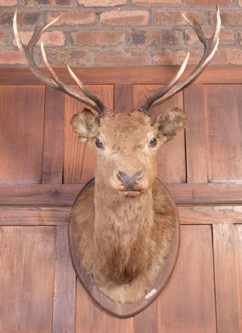 Handsome Taxidermy Stags Head