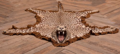 19th Century Taxidermy Leopard