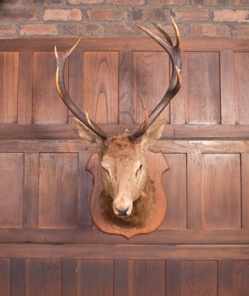 Edwardian Taxidermy Mounted Stags Head