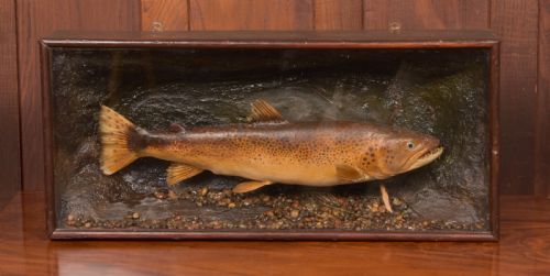 Taxidermy Brown Trout